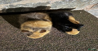 Guinea Pig rodents - Advert 5