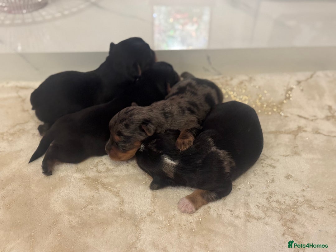 Yorkshire Terrier dogs for sale: Yorkshire terrier puppies  - Advert 9