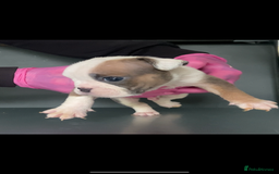 English Bulldog dogs for sale: KC registered English Bulldog Puppies  - Image 21