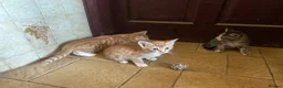 Mixed Breed cats for sale: Beautiful mixed breed kittens short haired  - Advert 7