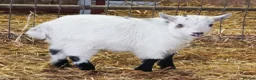 Goats livestock for sale: Gorgeous Wether Pygmy goat kids for Sale.  - Advert 9