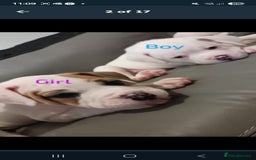 American Bulldog dogs for sale: American bulldog - Image 13