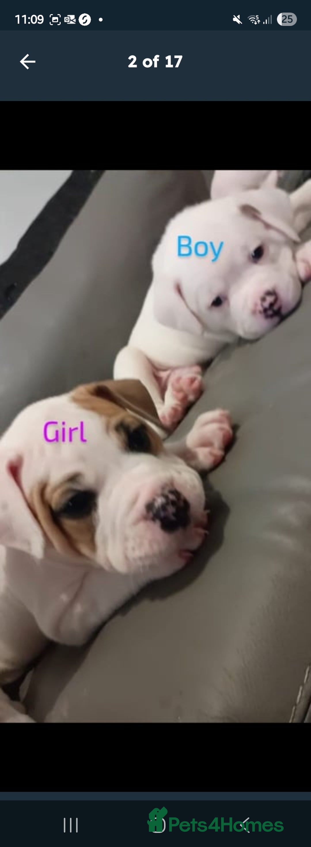 American Bulldog dogs for sale: American bulldog - Image 13
