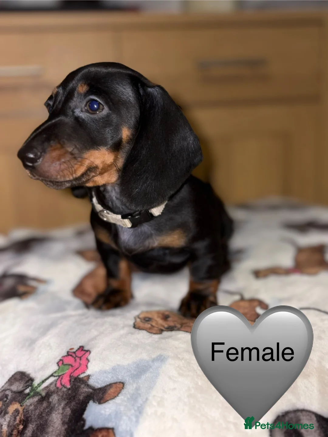 Miniature Dachshund dogs for sale: Stunning Black and Tan smooth fur dachshund pups - Advert 8