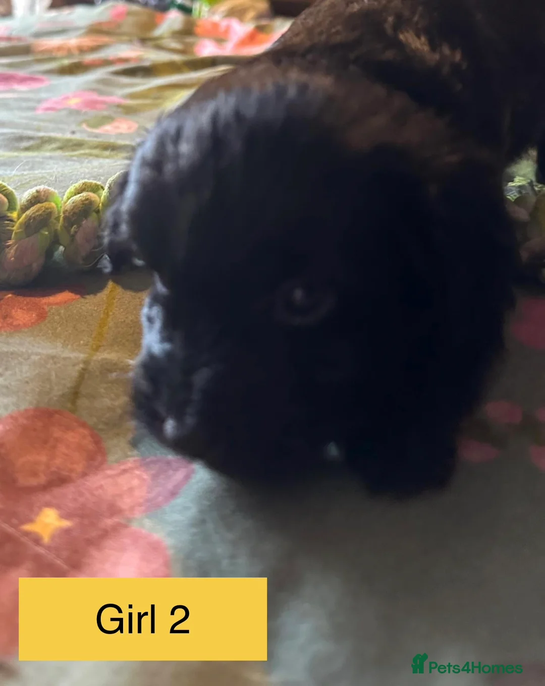 Mixed Breed dogs for sale: Airedale X Cockapoo  - Advert 15