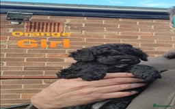 Sproodle dogs for sale: Toy Sproodle Puppies, Fabulous litter - Image 1