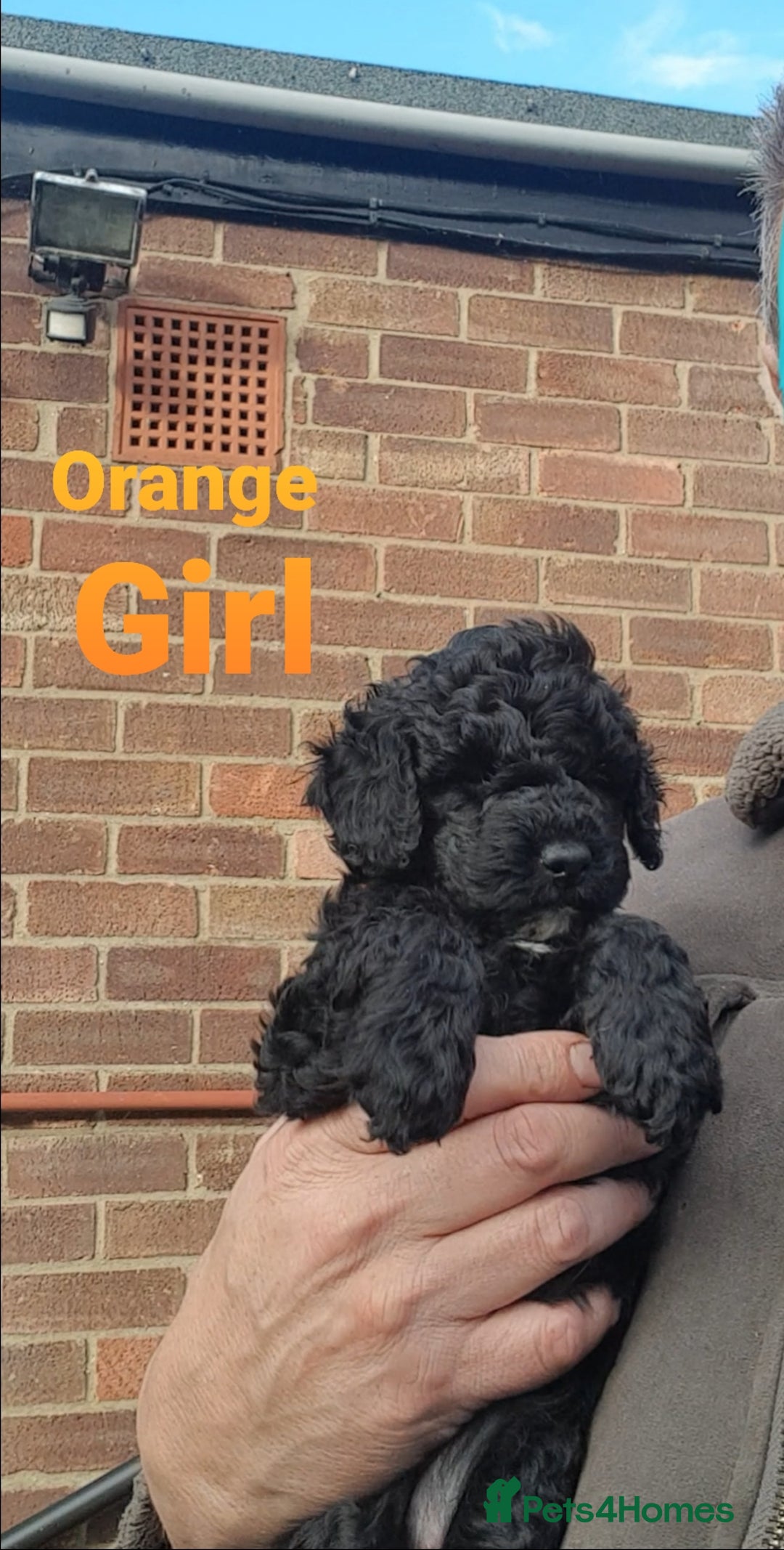 Sproodle dogs for sale: Toy Sproodle Puppies, Fabulous litter - Image 1