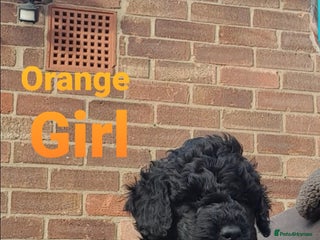 Sproodle dogs - Advert 8