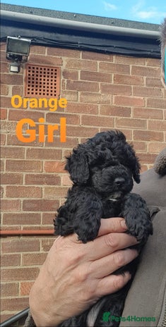 Sproodle dogs - Advert 1