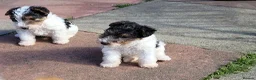 Fox Terrier dogs for sale: Wire fox terrier puppies for sale - Advert 6
