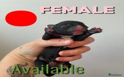 Mixed Breed dogs for sale: Mixed Breed Puppies - Image 17
