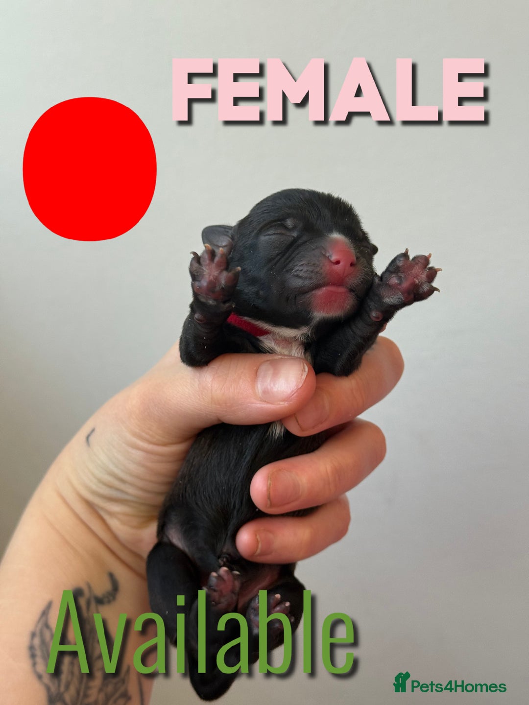 Mixed Breed dogs for sale: Mixed Breed Puppies - Image 17