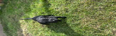 Mixed Breed Puppy 4