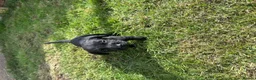 Mixed Breed dogs for sale: Labrador Spring crossed pups - Advert 11