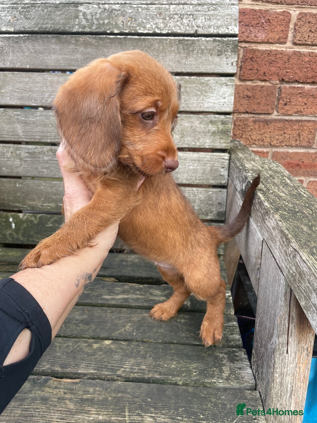 Miniature Dachshund dogs for sale: Long hair miniature female  - Image 6