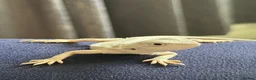 Bearded Dragon reptiles for sale: ❄️🤍 Baby Snow White Hypo Zero Bearded Dragon 🤍❄️ - Advert 7
