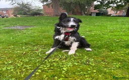 Border Collie dogs for sale: 9 month old female border collie  - Image 2