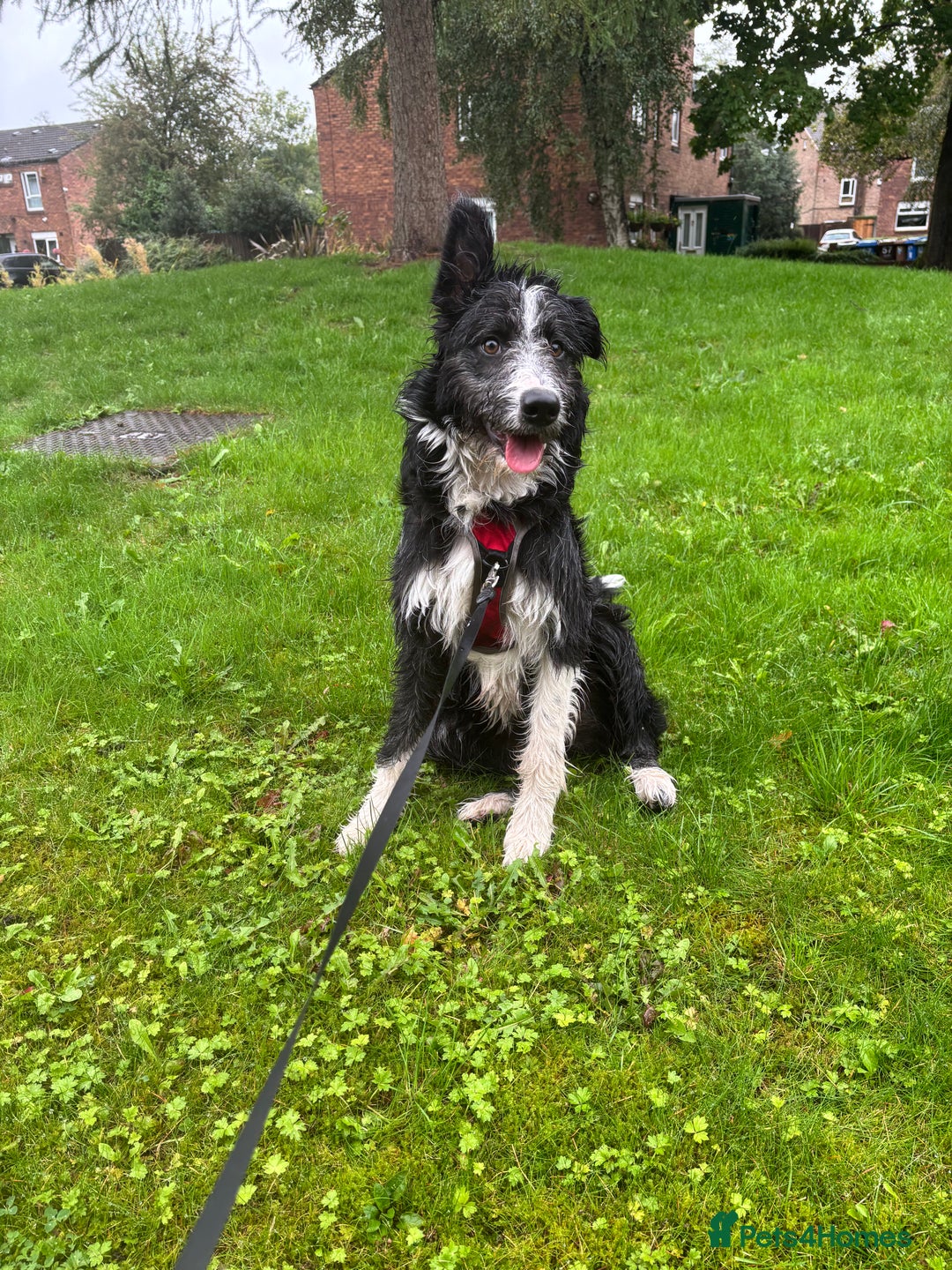 Border Collie dogs for sale: 9 month old female border collie  - Image 2