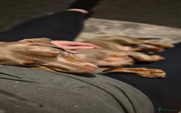 Miniature Dachshund dogs for sale: Isabella Tan Minature Dashaund - Advert 2