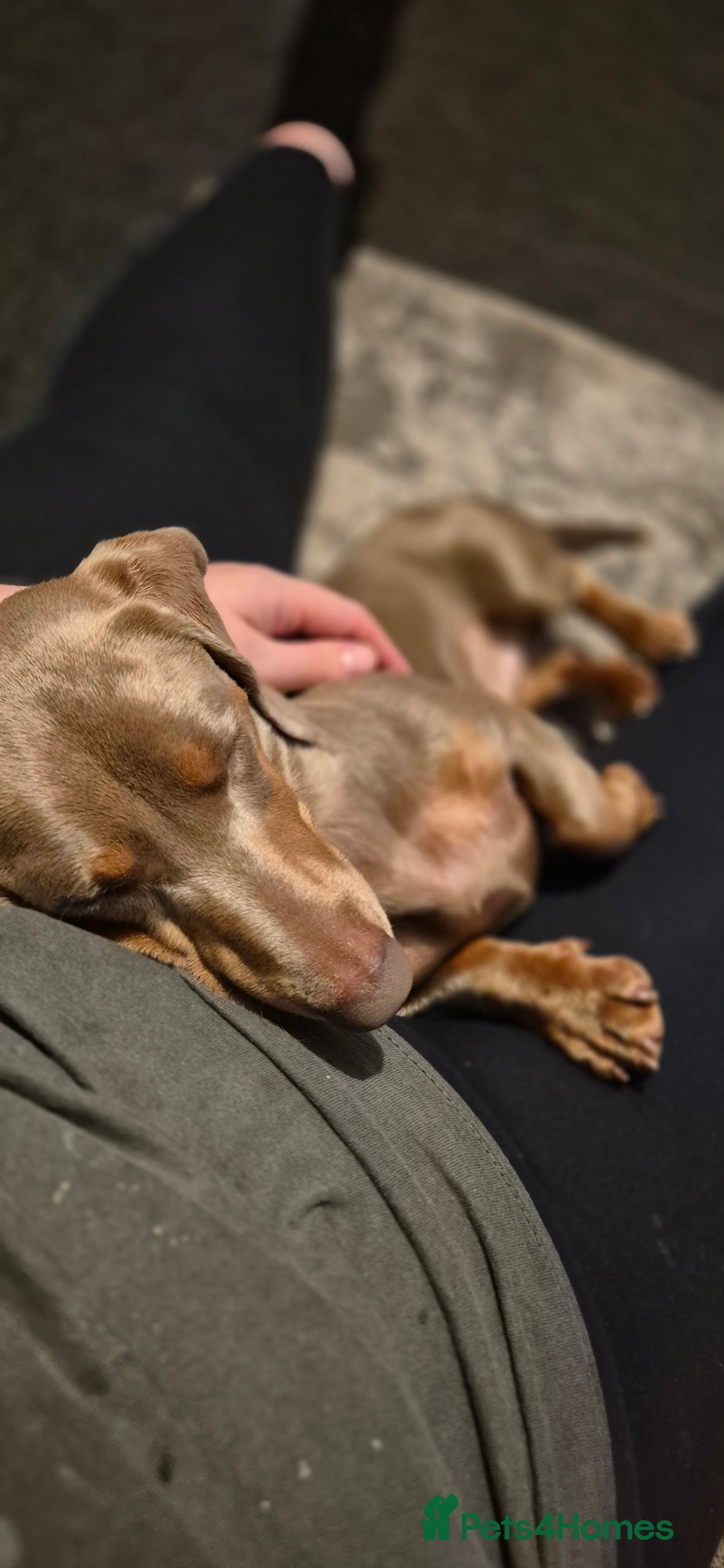 Miniature Dachshund dogs for sale: Isabella Tan Minature Dashaund - Advert 2