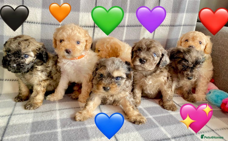 Cavapoo dogs - Advert 1
