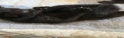 Mixed Breed cats for sale: Black kittens with Ghost stripes  - Advert 12