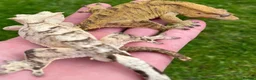 Gecko reptiles for sale: Gargoyles gecko and crested geckos  - Advert 12