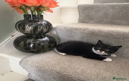 Mixed Breed cats for sale: Black and White kittens left! Ready Now!!  - Image 15