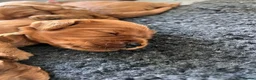 Cavapoo dogs for sale:  ⭐️Precious cavapoos F1B⭐️ in Maryport - Advert 8