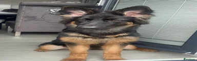 German Shepherd 1
