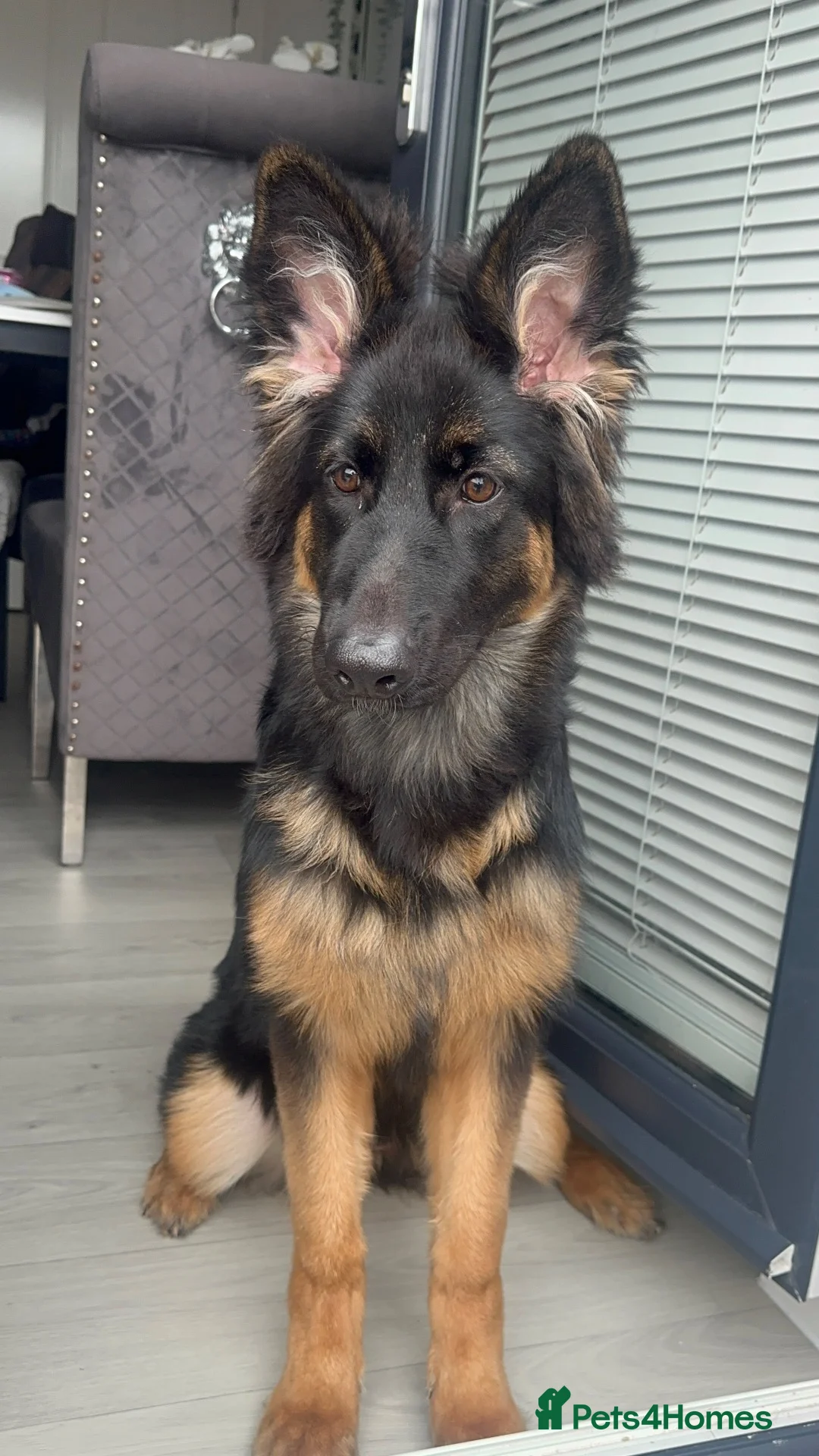 German Shepherd dogs for sale: German Shepherd Female  - Advert 4