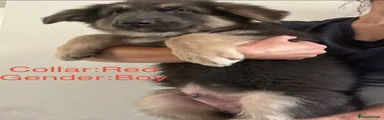 German Shepherd 1