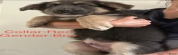 German Shepherd dogs for sale: Stunning German Shepherd Puppies for Sale! - Advert 6