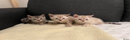 Bengal cats for sale: 🐾 TICA Registered Bengal Kittens  - Advert 7