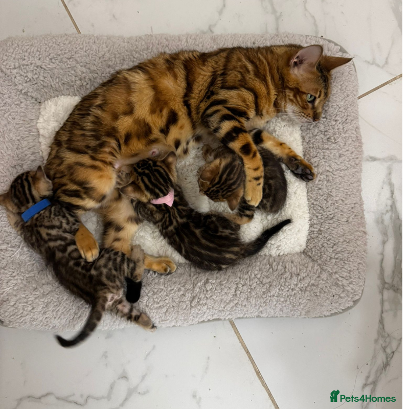 Bengal cats Luxury 5-Generation-Pedigree Bengal Kittens - Advert 2