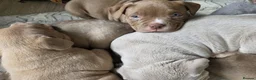 American Bully dogs for sale: Pocketbully puppy  - Advert 13