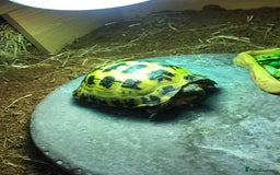Tortoise reptiles for sale: Horse field tortoise  - Image 6