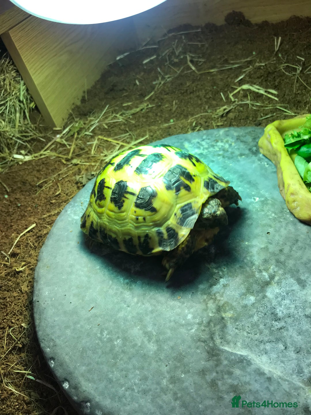 Tortoise reptiles for sale: Horse field tortoise  - Image 6