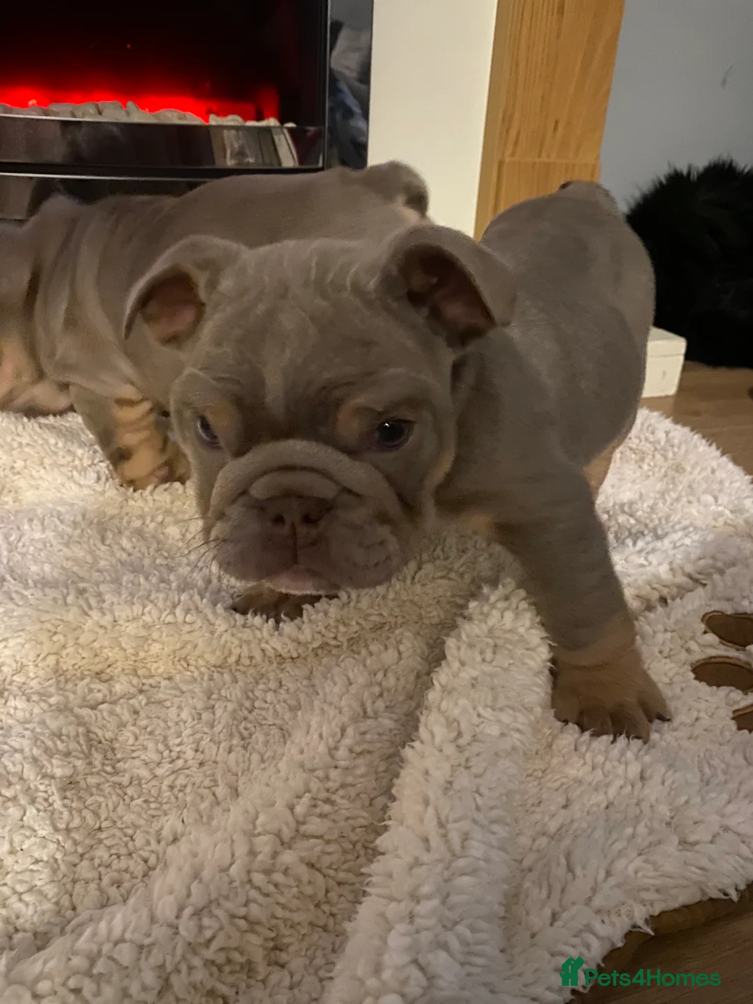 English Bulldog dogs for sale: Beautiful English Tri Lilac & Tan bulldog puppies - Advert 4