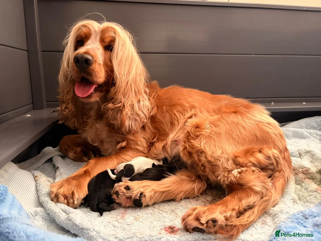 Cocker Spaniel dogs for sale: Beautiful Show Cocker Spaniels - Advert 2