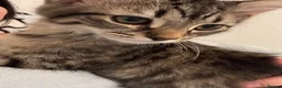 Mixed Breed cats for sale: tabby kitten for Adoption - Advert 11