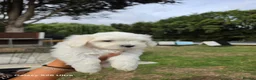 Mixed Breed dogs for sale: Bichon  in Brentwood - Advert 2