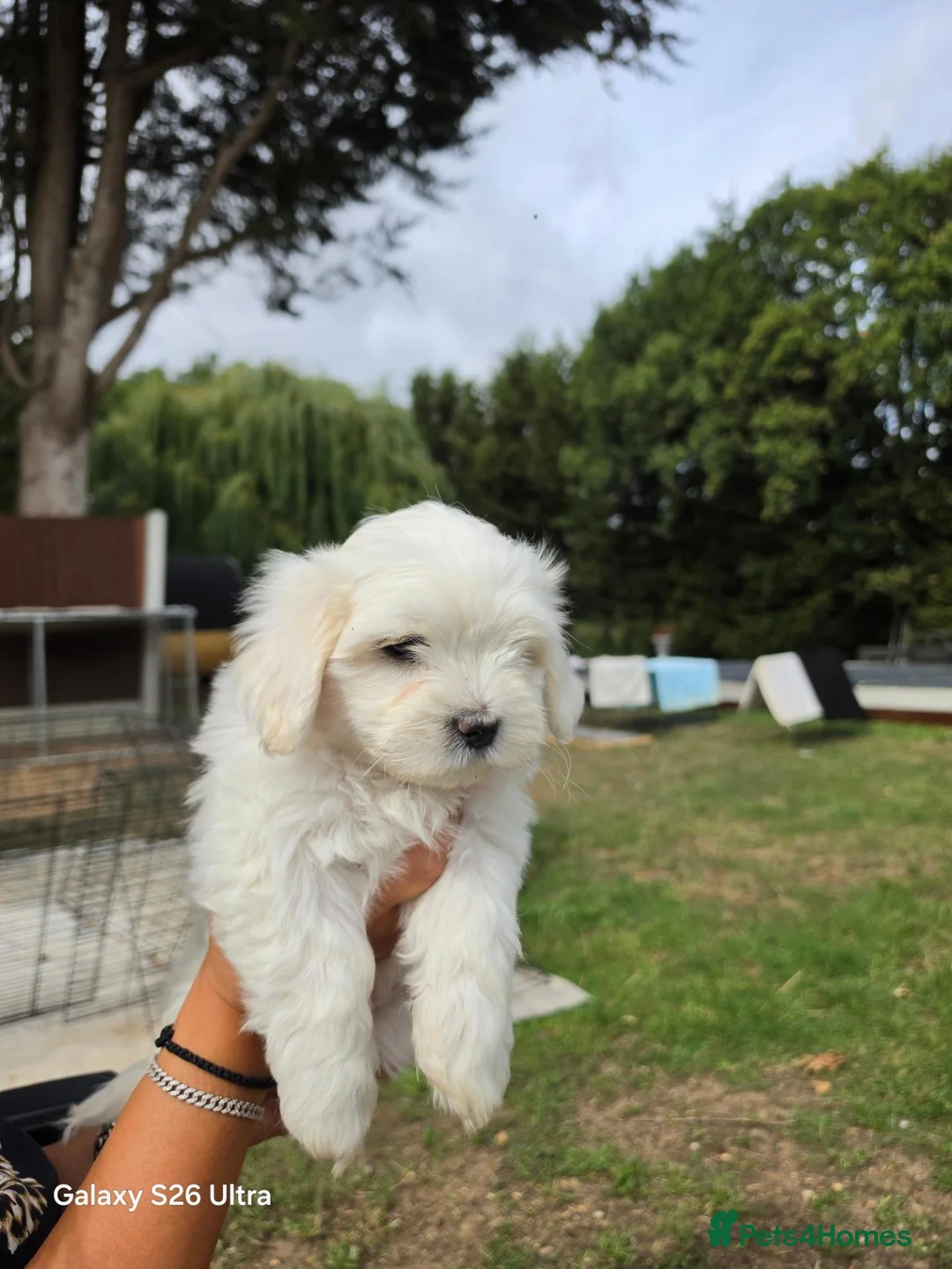 Mixed Breed dogs for sale: Bichon  in Brentwood - Advert 2