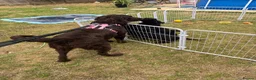 Mixed Breed dogs for sale: Stunning litter Flat coat x golden retriever  in Telford - Advert 19