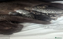 Mixed Breed cats for sale: Adorable kittens  - Image 7