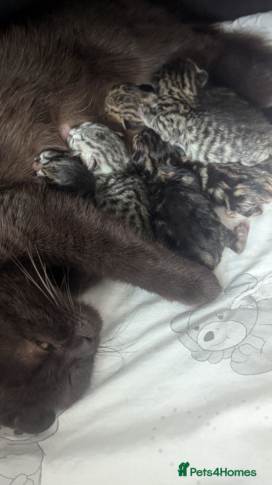 Mixed Breed cats for sale: Adorable kittens  - Image 7