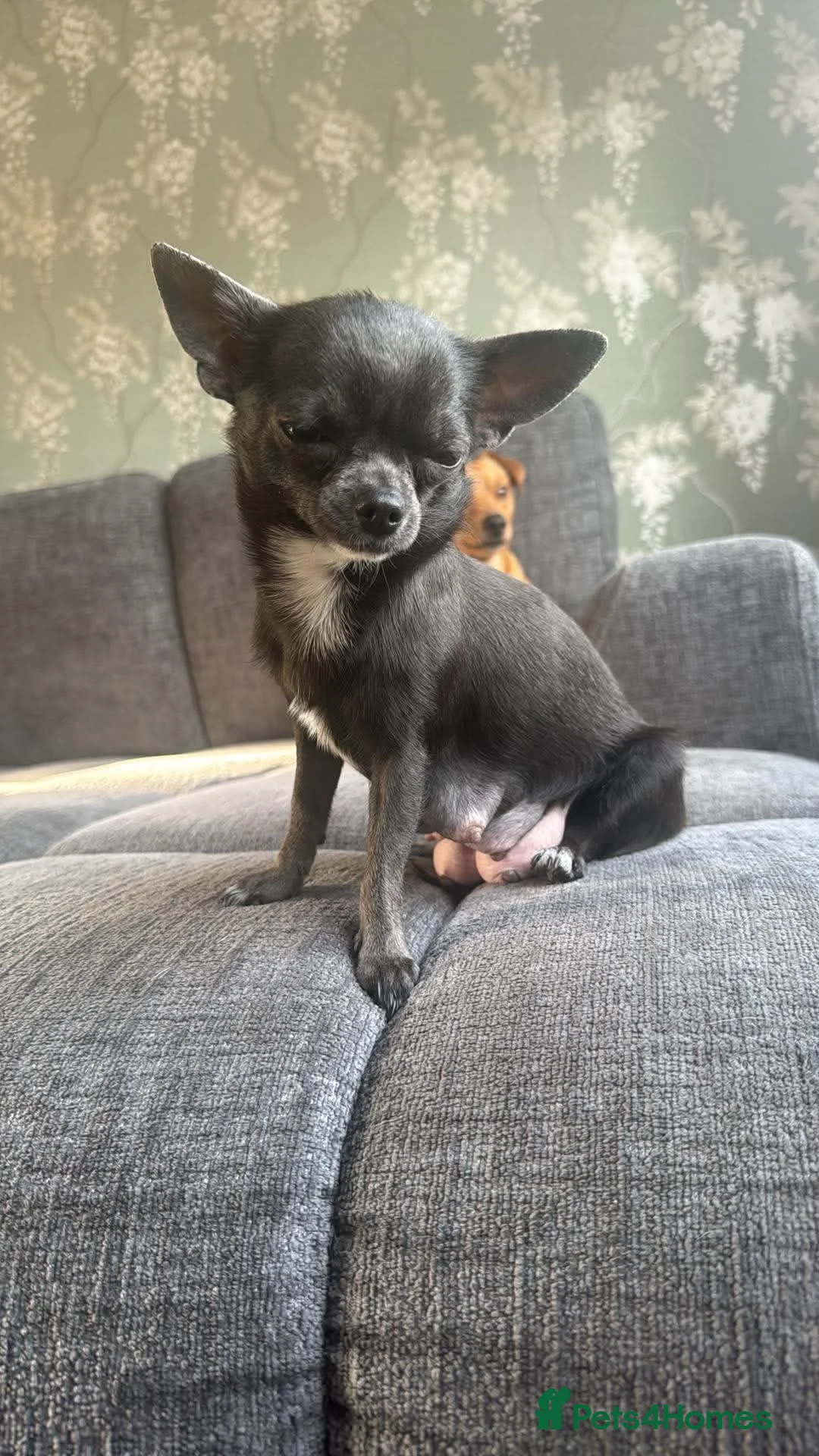 Mixed Breed dogs for sale: Chihuahua cross patterdale terrier puppies - Advert 14