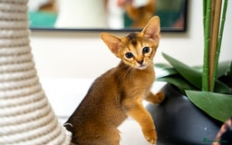 Abyssinian cats for sale: Elegant Abyssinian Kittens Champion Lines 🏆 🥇  - Image 12