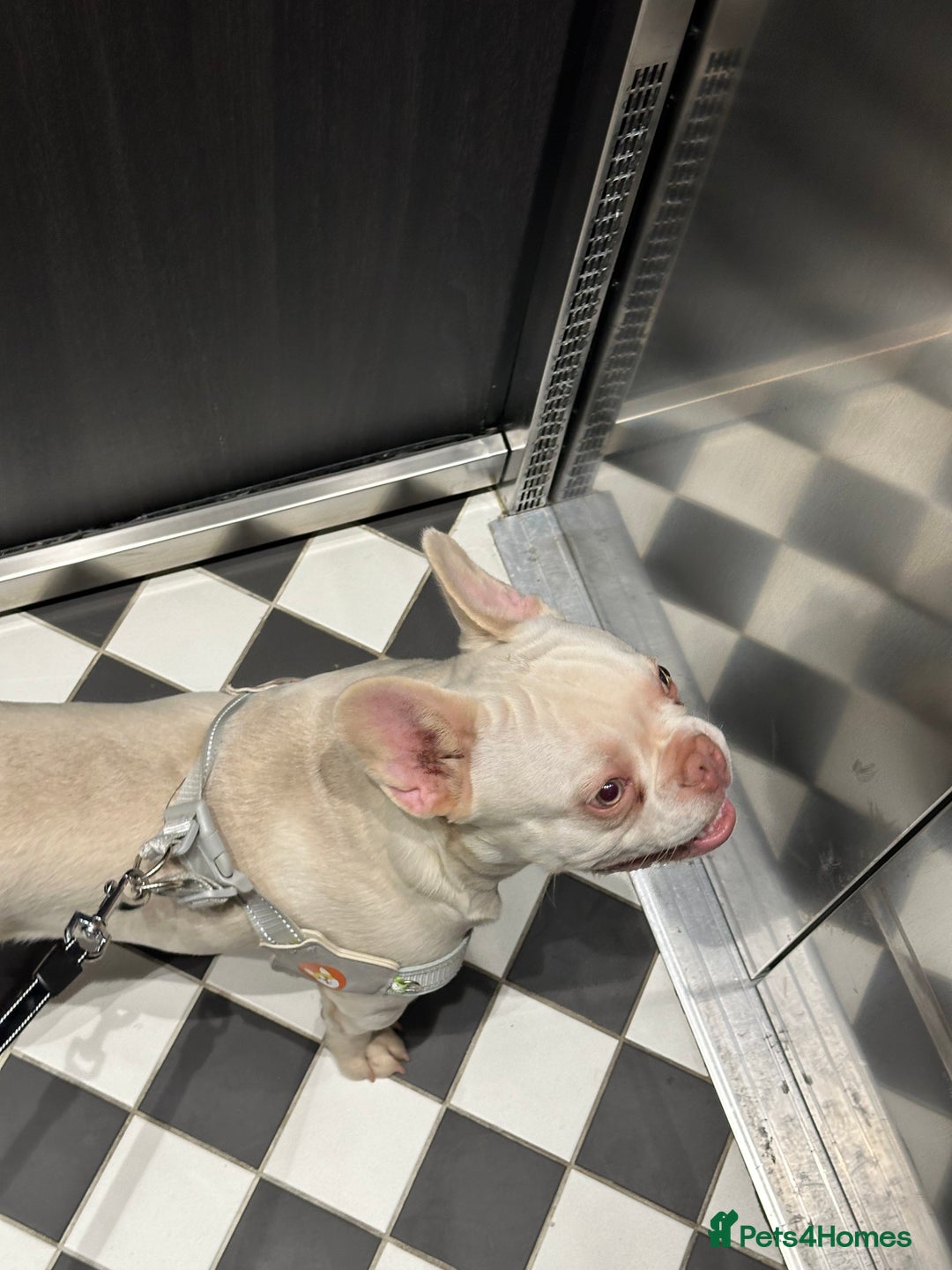 French Bulldog dogs for sale: Cute bulldog - Image 4