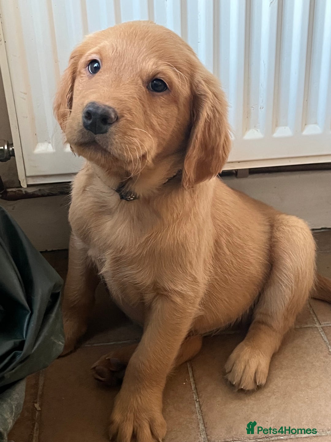 Labrador Retriever dogs for sale: Fox Red Labrador puppies - Advert 4